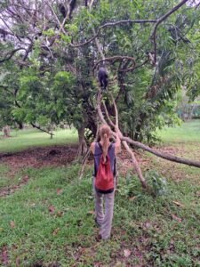 altun-ha-howler-monkey-tour