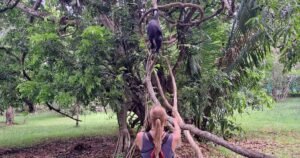 Altun Ha & Howler Monkey Tour from San Pedro