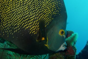 Belize Snorkeling Caye Caulker Reef