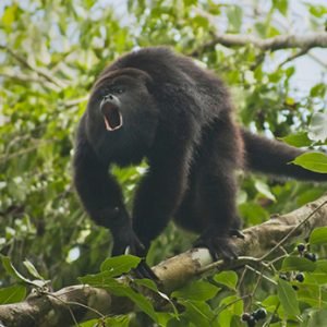 howler monkey sanctuary belize