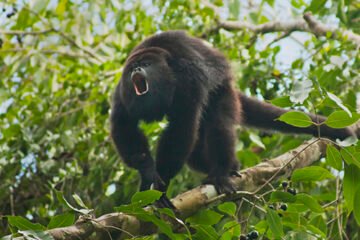 howler monkey sanctuary belize