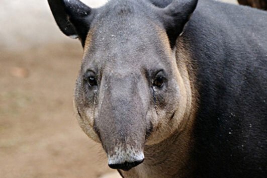 belize zoo and horseback riding