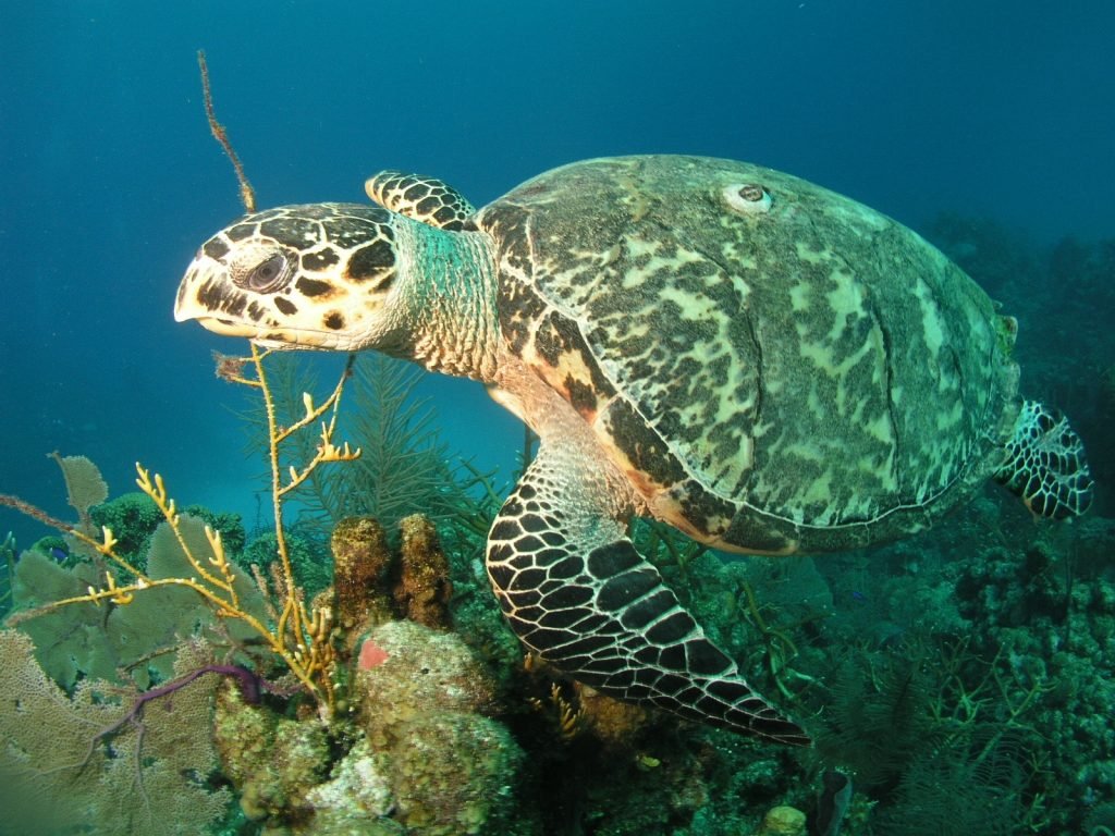 belize-san-pedro-snorkel | UpClose Belize Tours