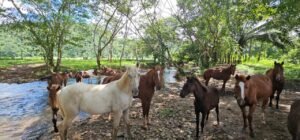 belize horseback