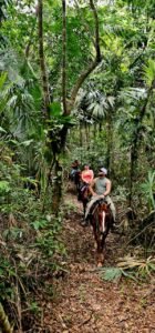 green acres jungle horseback at mile 36 on the hummingbird highaway cayo south district - jungle 1