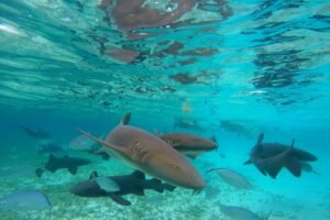 belize-barrier-reef- snorkel-tour-caye-caulker