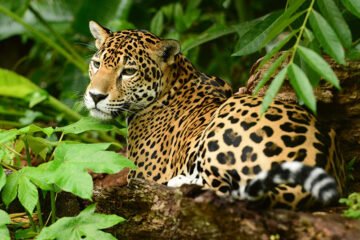 belize-jungle-adventure