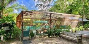 green iguana habitat