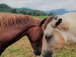 belize-horseback-riding-horses