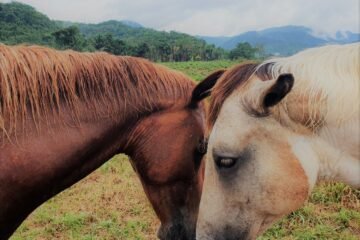 belize zoo and horseback riding