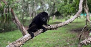 howler-monkey-community-baboon-sanctuary
