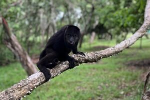 howler-monkey-community-baboon-sanctuary