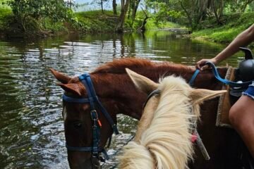 | UpClose Belize Tours horseback-riding-from-placencia