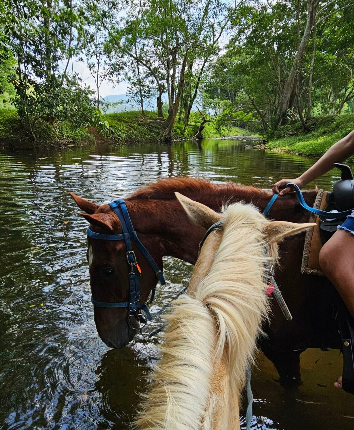 | UpClose Belize Tours horseback-riding-from-placencia