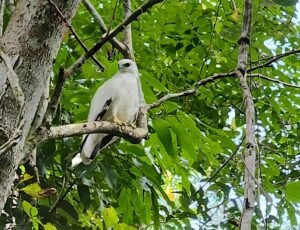belize-birding-1