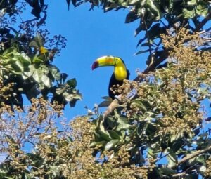 belize-birding-3