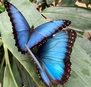 belize-butterfly-1