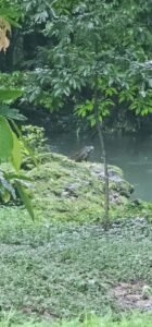 belize-jungle-adventure-3