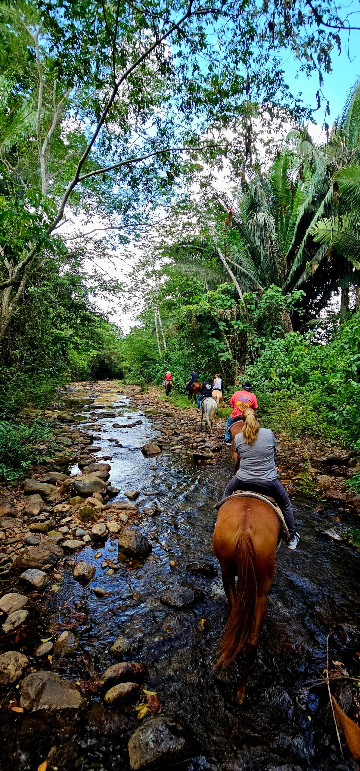 jungle horseback riding with swimming