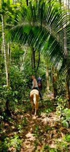 2 hour jungle horseback riding in Belize at Green cres Jungle Horseback Adventure