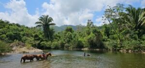 jungle horseback riding with swimming and lunch full afternoon horseback adventure