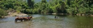welcome to belize horseback riding at green acres jungle horseback adevntures