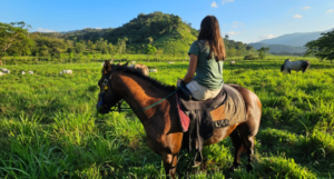 welcome to belize horseback riding at green acres jungle horseback adevnture ranch